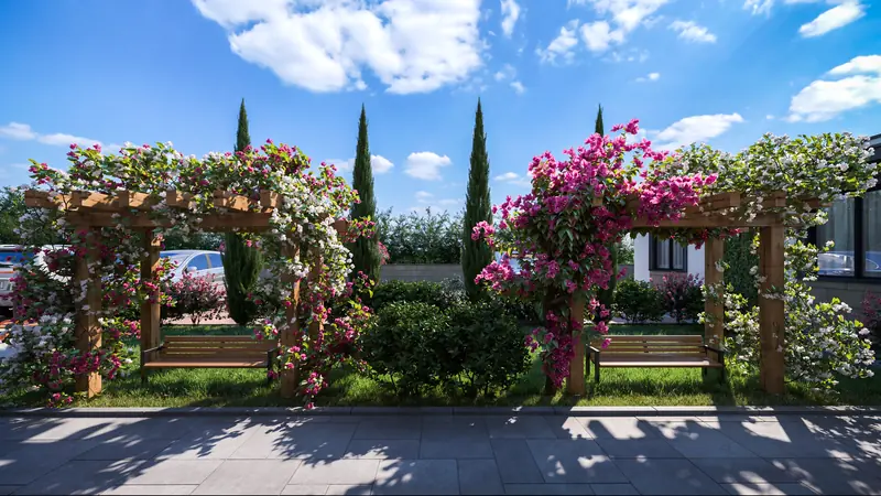 Two timber pergolas with benches, covered in pink and white bougainvillea, with cypress trees behind